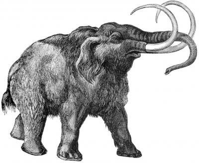 First Genome Wide Sequence Of Extinct Animal - The Woolly Mammoth